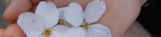 ♡KoA♡'s header image