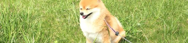 ドレステン's header image