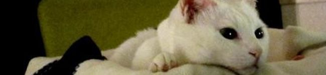 kakobox's header image