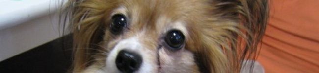 ＊ぱぴよん＊'s header image