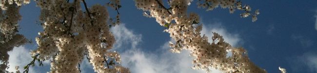 hisae3's header image
