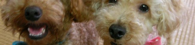 いずカフェ's header image