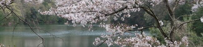 Feijoamam's header image