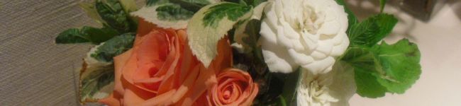 pupypoko's header image