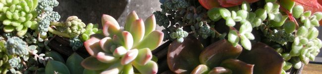 neemo's header image