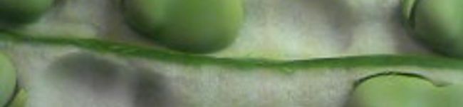 sheeks's header image
