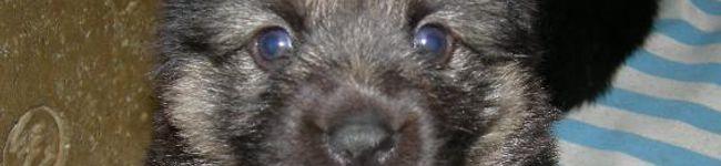 犬くんし's header image