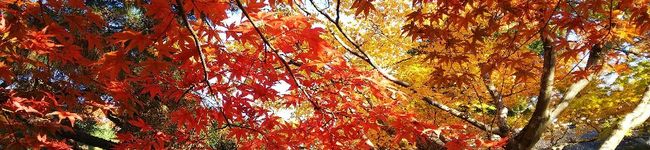 ひれの's header image