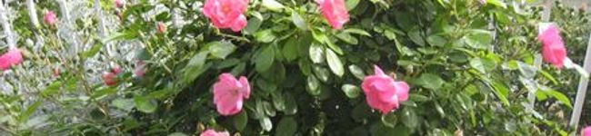 buiko's header image