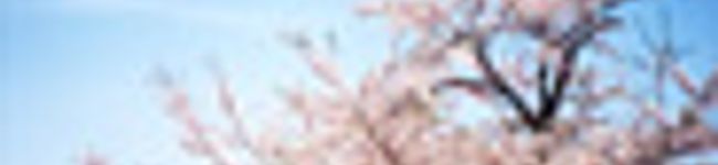 madam-icchi's header image