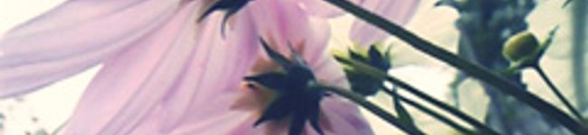 ちぱや's header image