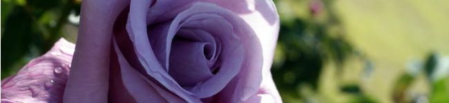 ju_10's header image