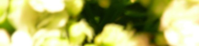 白ｳｻｷﾞ's header image
