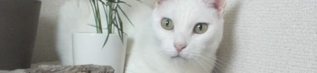 Croiser's header image