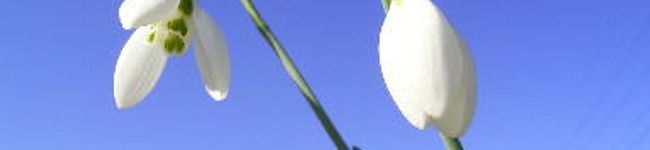 snowdrop18's header image