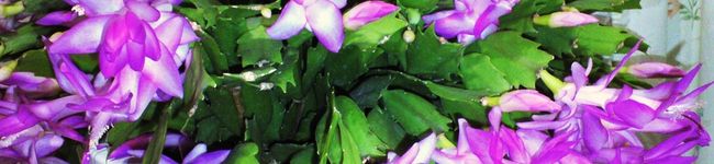 Callaza's header image