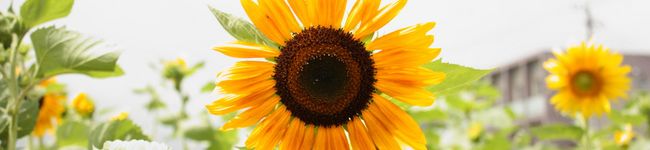 ジーニーさん's header image