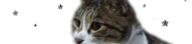 ♡さばねこ♡'s header image