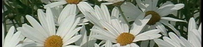 satoankwt's header image