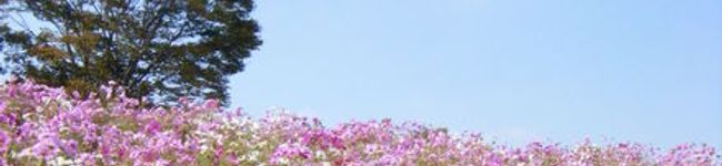 ｂｌｏｓｓｏｍｉｎｇ's header image