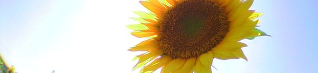 いちはちより's header image