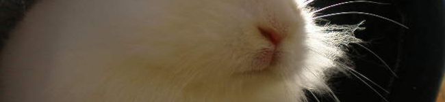 manjumanju's header image