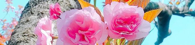 ☆むさし☆'s header image