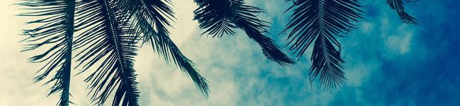 camomila's header image