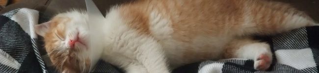 s____m's header image