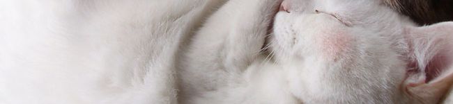 アユネコ's header image