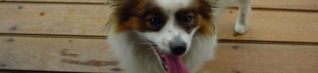 はぴ吉's header image