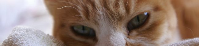 eggplant's header image