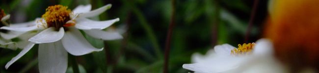 ★mamiko★'s header image
