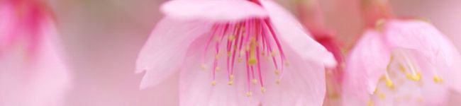 ochiee's header image