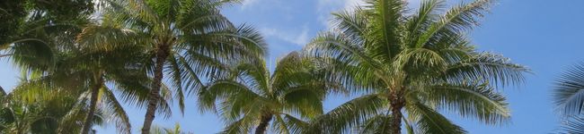 ♪Aloha's header image