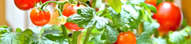 chinuchinu's header image