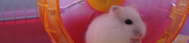 nakopon's header image