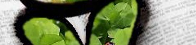 momoromi's header image