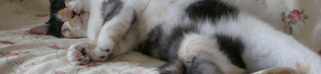 ＊＊ｒｕｎａ＊＊'s header image
