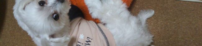 まる大好き's header image