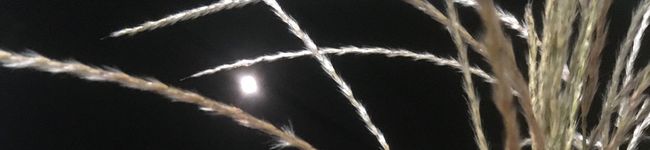 うさにさん's header image