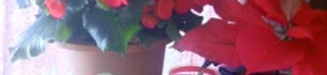 Yuminmama's header image