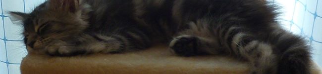 m_kera's header image