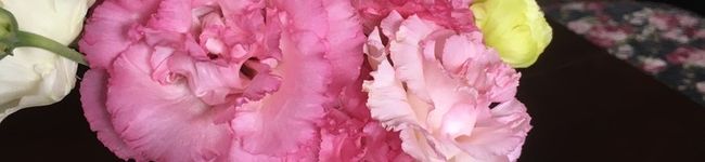 ＳＥＭＡ's header image