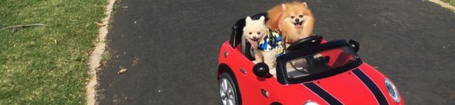 ぴちじゃすまま's header image