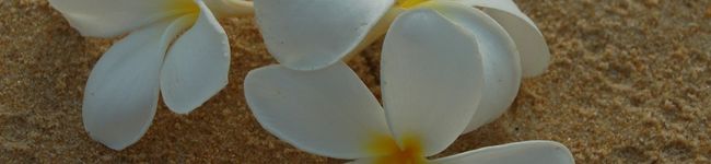 jusmin's header image