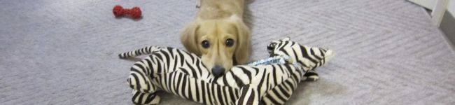 sunupi's header image