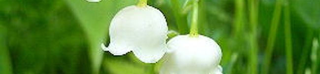 瑠璃珠's header image