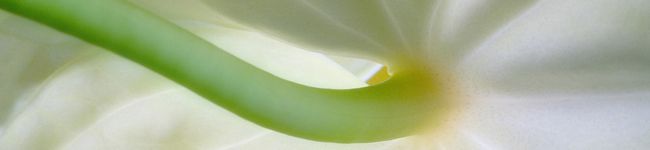 いわてこずえ's header image
