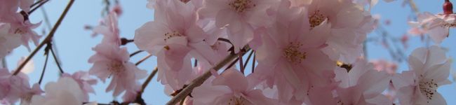ママ0321's header image
